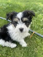 Chili , a male Pomeranian and Shih Tzu for sale in Selah, WA – 2 of 5
