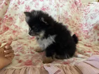 Baby girl , a female Pomeranian for sale in Selah, WA – 4 of 6