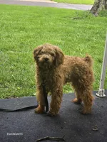 Memphis , a male Poodle - Miniature  for sale in Washington, IL – Photo 3 of 4
