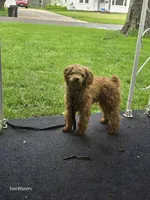 Memphis , a male Poodle - Miniature  for sale in Washington, IL – Photo 4 of 4