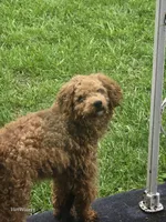 Memphis , a male Poodle - Miniature  for sale in Washington, IL – Photo 2 of 4