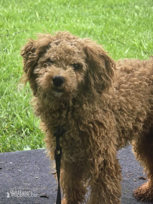 Memphis  – Poodle - Miniature  puppy for sale in Washington, IL