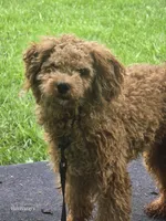 Memphis , a male Poodle - Miniature  for sale in Washington, IL – Photo 1 of 4