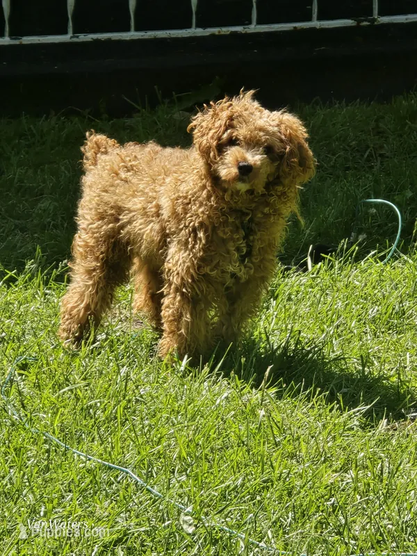 Memphis  – Poodle - Miniature  puppy for sale in Washington, IL