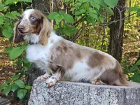 Strawberry, a female Miniature Dachshund for sale in Louisburg, NC – 8 of 9