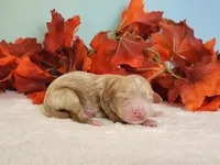 Rose, a female Cockapoo for sale in Louisburg, NC – 5 of 8