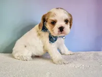 Milo, a male Cocker Spaniel for sale in Louisburg, NC – 8 of 10