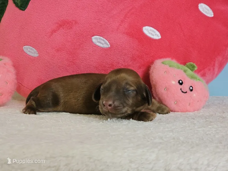 Strawberry – Miniature Dachshund puppy for sale in Louisburg, NC