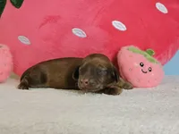 Strawberry, a female Miniature Dachshund for sale in Louisburg, NC – 1 of 9