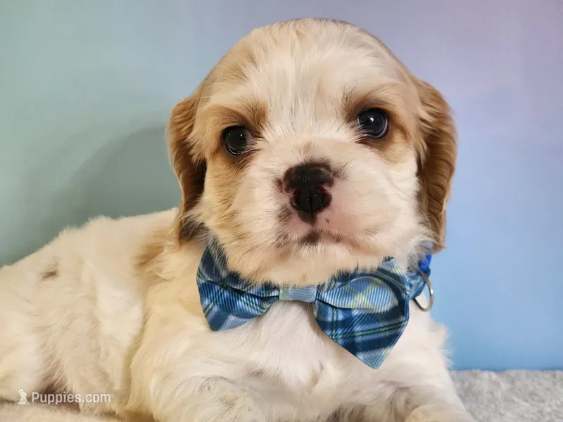 Milo – Cocker Spaniel puppy for sale in Louisburg, NC