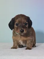 Missy, a female Miniature Dachshund for sale in Louisburg, NC – 3 of 7