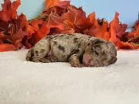 Royal, a male Cockapoo for sale in Louisburg, NC – 3 of 6