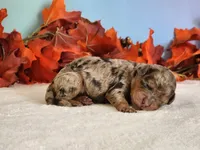 Royal, a male Cockapoo for sale in Louisburg, NC – 5 of 6