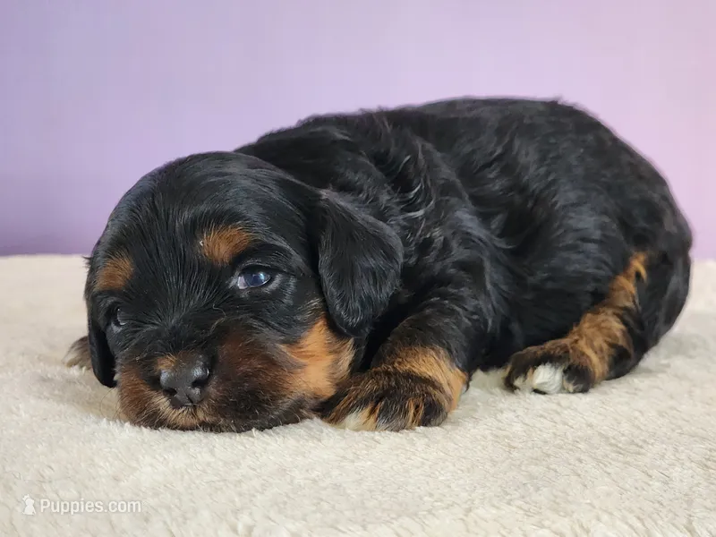 Olive – Cockapoo puppy for sale in Louisburg, NC