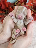 Rylan, a female Cockapoo for sale in Louisburg, NC – 8 of 9