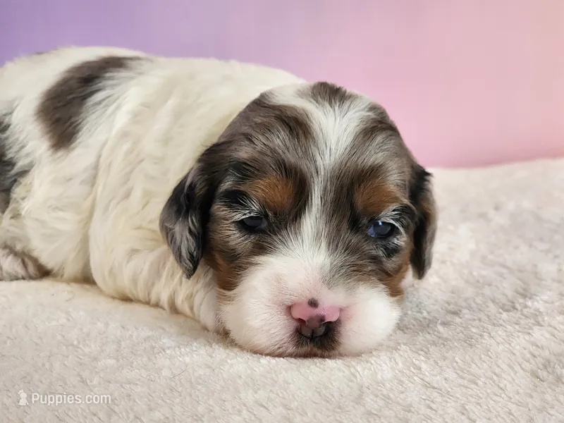 Opal – Cockapoo puppy for sale in Louisburg, NC