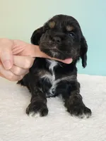 Paris, a female Cocker Spaniel for sale in Louisburg, NC – 2 of 8