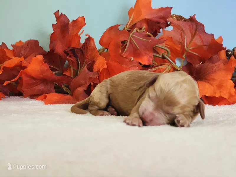 Reba – Cockapoo puppy for sale in Louisburg, NC