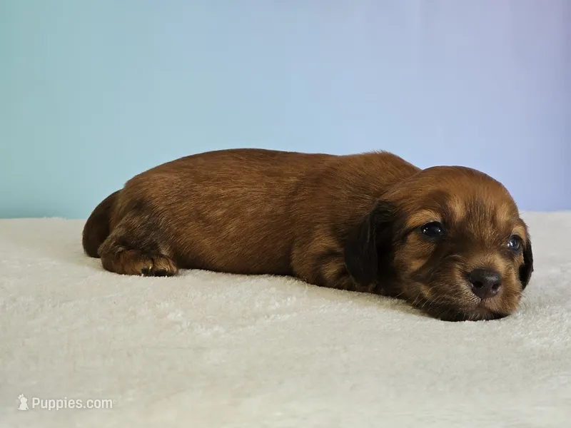 Strawberry – Miniature Dachshund puppy for sale in Louisburg, NC