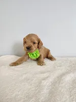 Leroy, a male Cockapoo for sale in Louisburg, NC – Photo 3 of 10