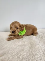 Leroy, a male Cockapoo for sale in Louisburg, NC – Photo 6 of 10