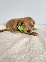 Leroy, a male Cockapoo for sale in Louisburg, NC – Photo 5 of 10