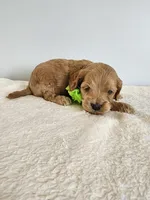 Leroy, a male Cockapoo for sale in Louisburg, NC – Photo 8 of 10
