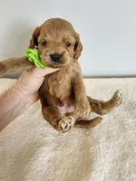 Leroy, a male Cockapoo for sale in Louisburg, NC – Photo 7 of 10