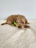 Leroy, a male Cockapoo for sale in Louisburg, NC – Photo 10 of 10