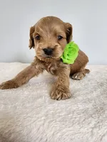 Leroy, a male Cockapoo for sale in Louisburg, NC – Photo 1 of 10