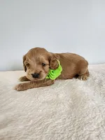 Leroy, a male Cockapoo for sale in Louisburg, NC – Photo 4 of 10