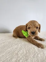Leroy, a male Cockapoo for sale in Louisburg, NC – Photo 2 of 10