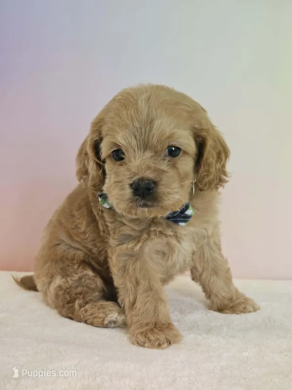 Leroy – Cockapoo puppy for sale in Louisburg, NC