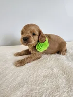 Leroy, a male Cockapoo for sale in Louisburg, NC – Photo 9 of 10