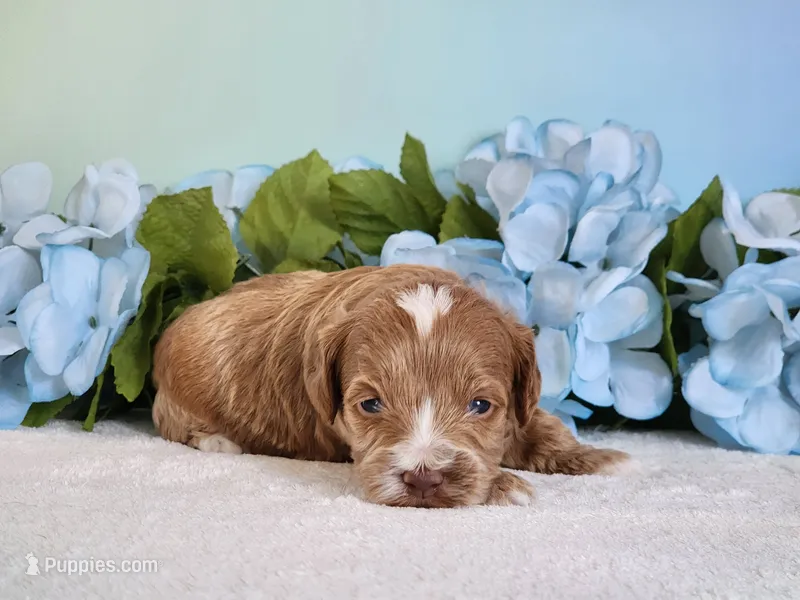 River – Cockapoo puppy for sale in Louisburg, NC