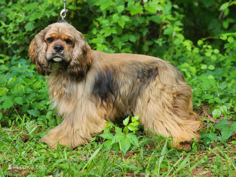Logan – Cocker Spaniel puppy for sale in Louisburg, NC