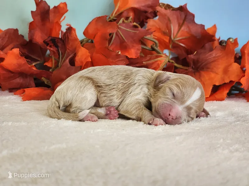 Rylan – Cockapoo puppy for sale in Louisburg, NC