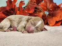 Rylan, a female Cockapoo for sale in Louisburg, NC – 3 of 9