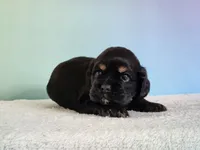 Paxton , a male Cocker Spaniel for sale in Louisburg, NC – 5 of 8