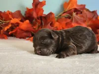 Reese, a male Cockapoo for sale in Louisburg, NC – 7 of 8