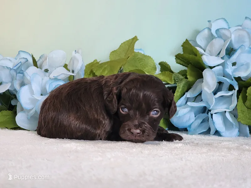 Reese – Cockapoo puppy for sale in Louisburg, NC