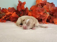 Rylan, a female Cockapoo for sale in Louisburg, NC – 4 of 9