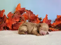 Reba, a female Cockapoo for sale in Louisburg, NC – 3 of 7