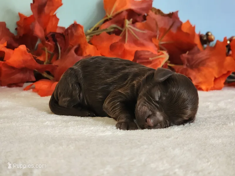 Reese – Cockapoo puppy for sale in Louisburg, NC