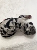 Oscar, a male Cockapoo for sale in Louisburg, NC – Photo 7 of 7