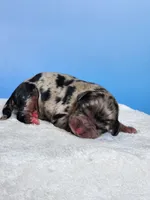 Oscar, a male Cockapoo for sale in Louisburg, NC – Photo 2 of 7