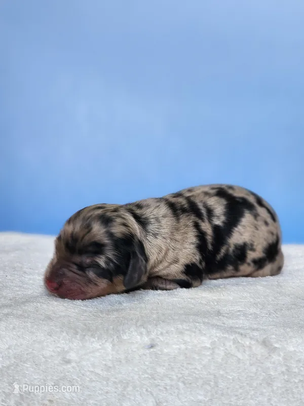 Oscar – Cockapoo puppy for sale in Louisburg, NC
