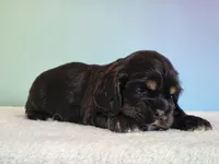 Paris, a female Cocker Spaniel for sale in Louisburg, NC – 3 of 8