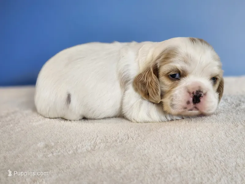 Milo – Cocker Spaniel puppy for sale in Louisburg, NC