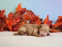 Reba, a female Cockapoo for sale in Louisburg, NC – 2 of 7